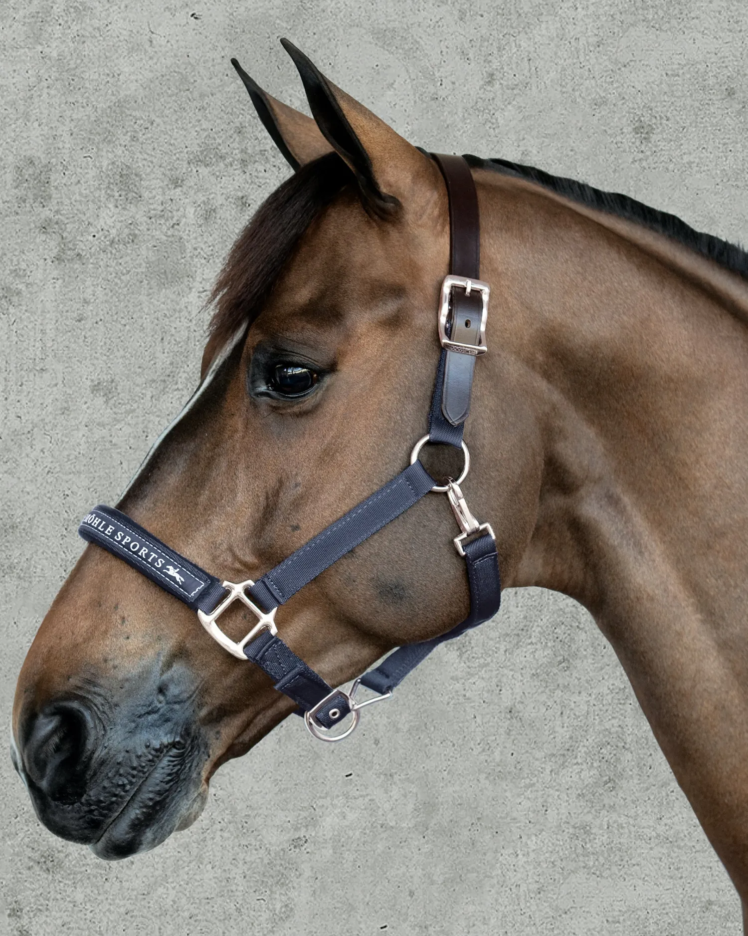 SCHOCKEMOEHLE N.A. Schockemöhle Memphis Halter Sale