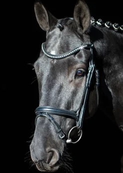 SCHOCKEMOEHLE N.A. Schockemöhle Rome Select Bridle Online