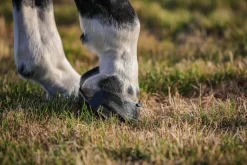 INTREPID INTL Scoot Boot Skins Glue-On - 2 Pack Clearance