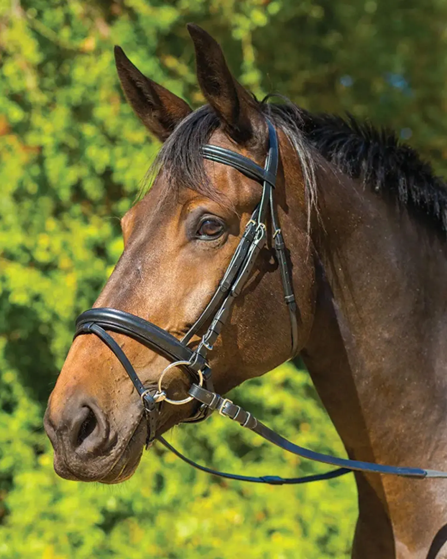 SHIRES EQUESTRIAN Shires Avignon Aspen Bridle Black Online