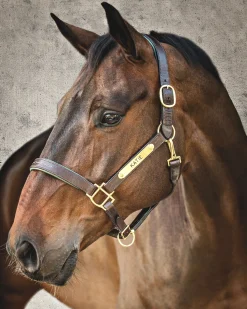 HARMOHN KRAFT Showmark™ Classic Fancy-Stitched Leather Halter Clearance