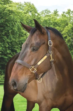 HARMOHN KRAFT Showmark™ Classic Fancy-Stitched Leather Halter Clearance