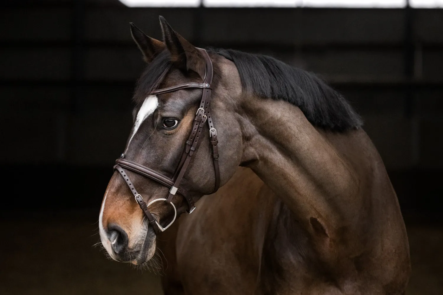 STUBBEN N.A. Stübben Pro Jump Bridle with Removable Flash Noseband Best