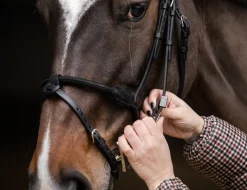 STUBBEN N.A. Stübben Pro Jump Bridle with Removable Flash Noseband Best