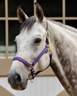 TEXT HORSE Suffolk™ Heavy Nylon Halter with Breakaway Crown Sale