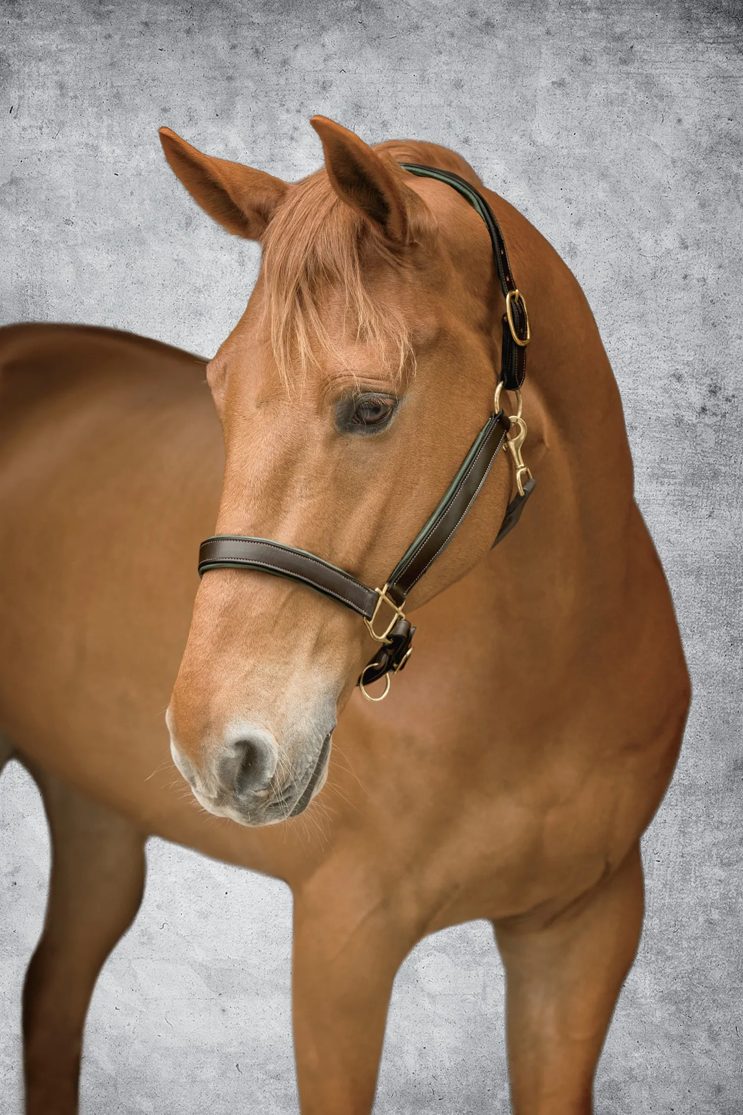KINGS INTERNATIONAL Suffolk™ Lined Halter Outlet