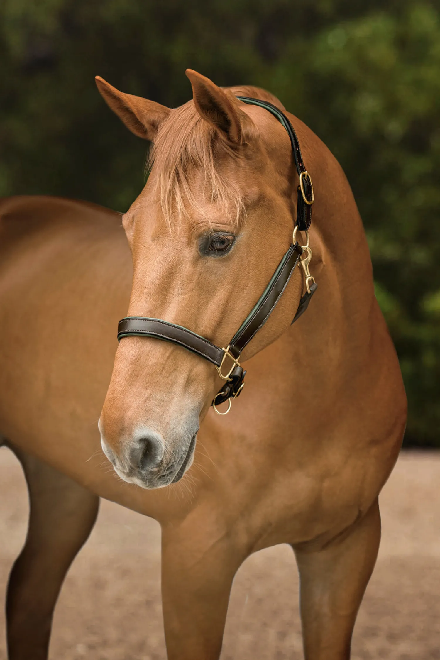 KINGS INTERNATIONAL Suffolk™ Lined Halter Outlet