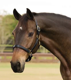 KINGS INTERNATIONAL Suffolk™ Lined Halter Outlet