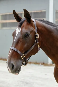 PUSHKAR INTL Suffolk™ Triple-Stitched Halter Brown Discount