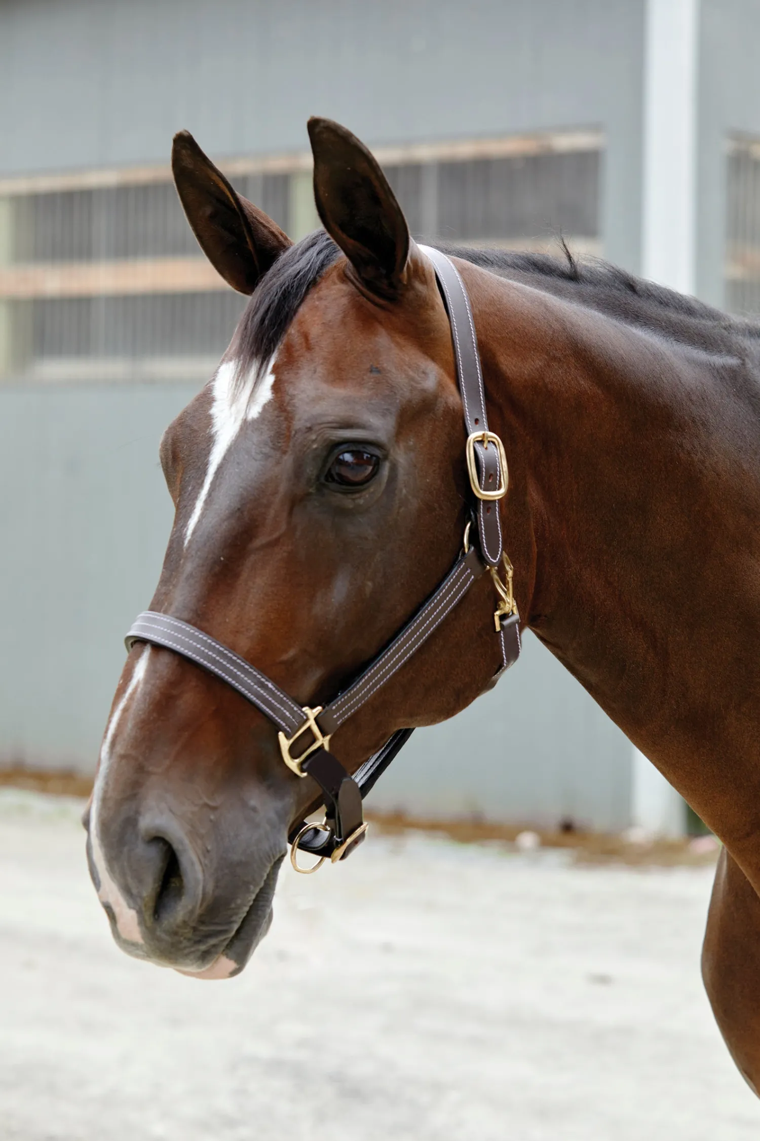 PUSHKAR INTL Suffolk™ Triple-Stitched Halter Brown Discount