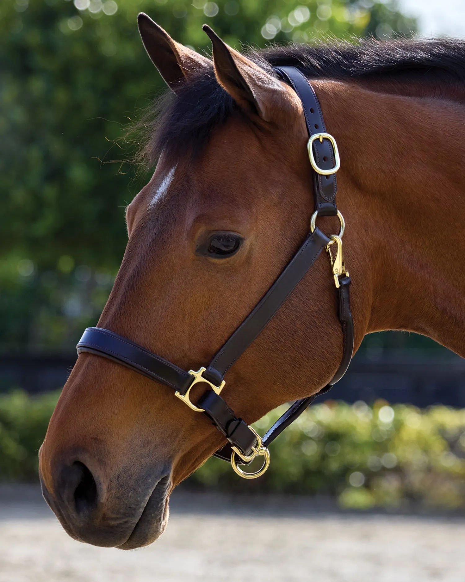 PUSHKAR INTL Suffolk™ Everyday Halter Discount