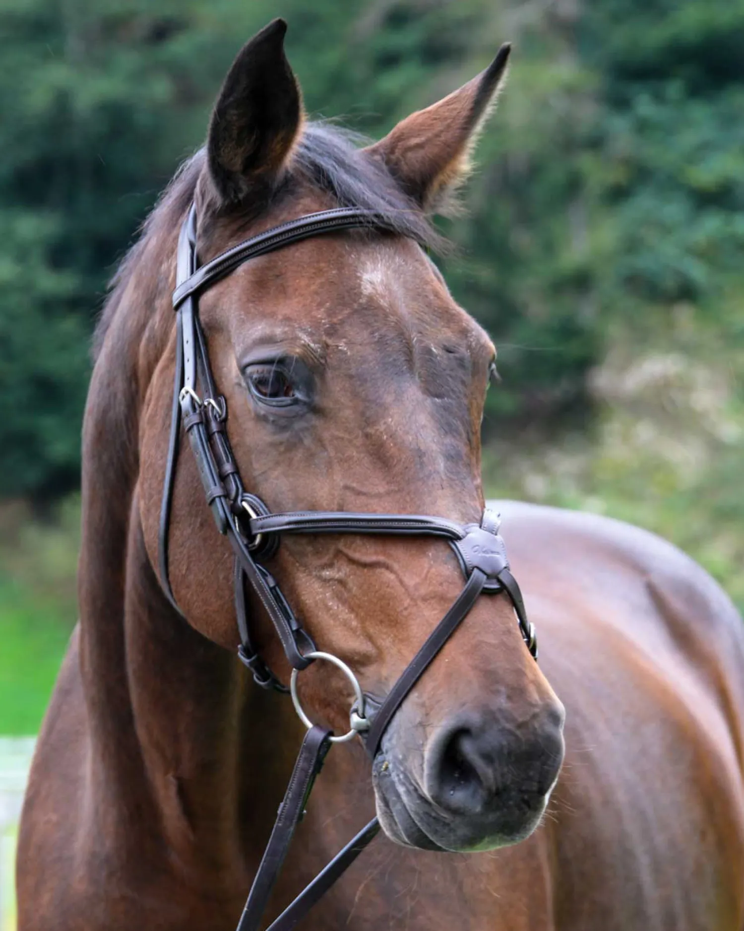 WORLD EQUSTRN BRNDS Vespucci Square Raised Figure-8 Bridle Outlet