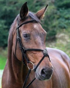 WORLD EQUSTRN BRNDS Vespucci Square Raised Figure-8 Bridle Outlet