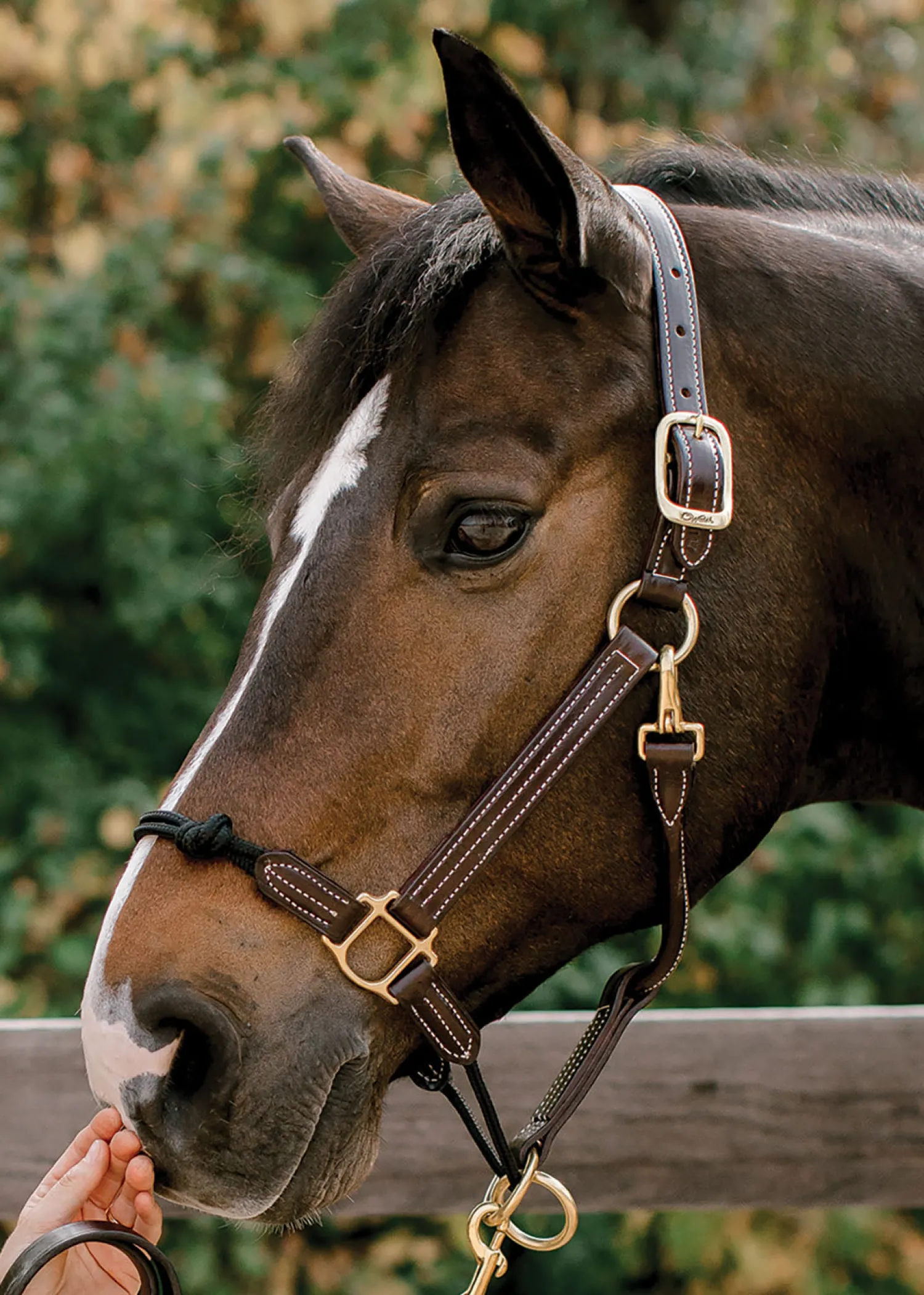 WALSH PRODUCTS Walsh™ Rope Nose British Halter Brown Online