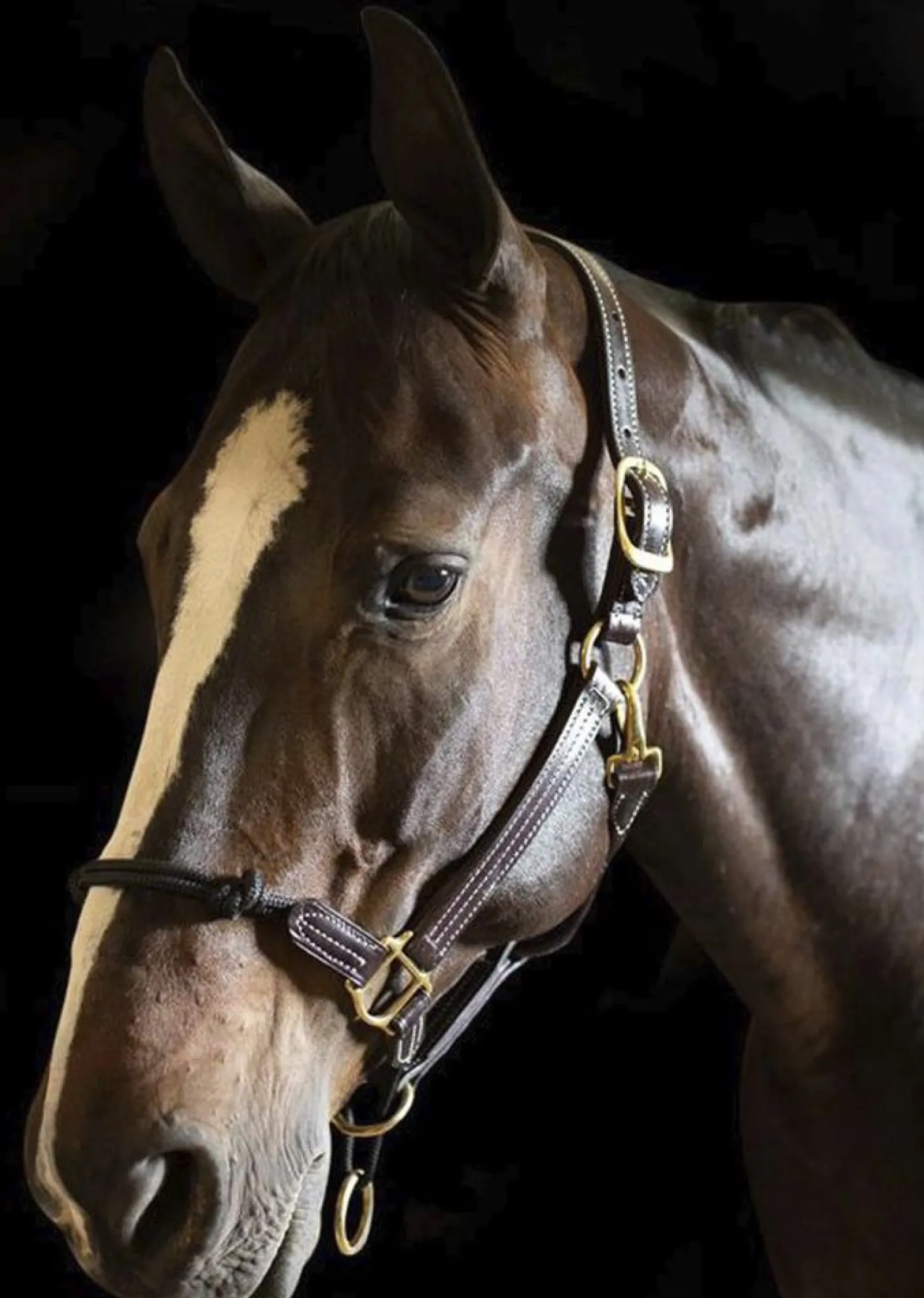 WALSH PRODUCTS Walsh™ Rope Nose British Halter Brown Online