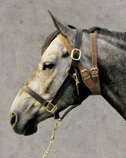 WEAVER LEATHER ® Miracle Collar® Clearance