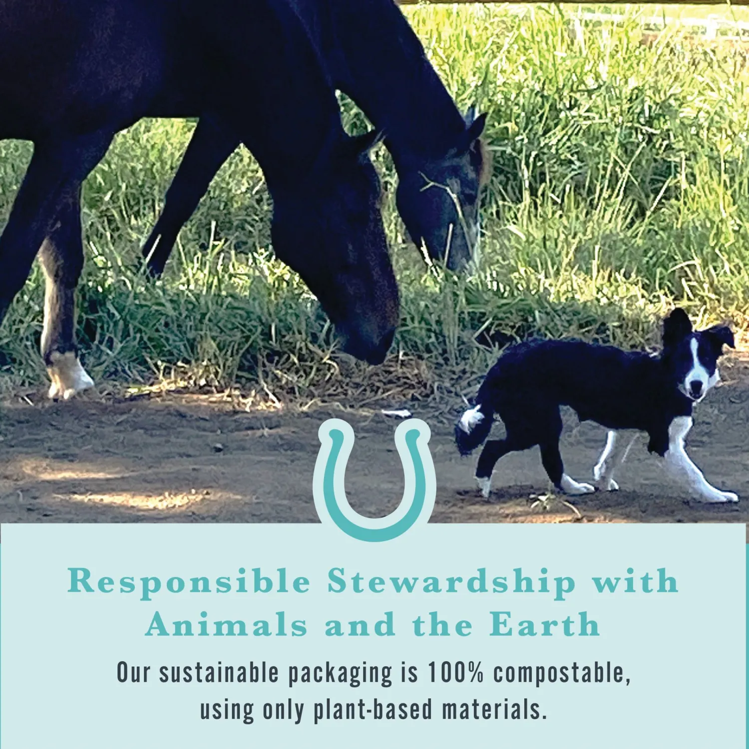 WITHERS & WITHERS Sugar-Free Peppermint/Marshmallow Nutra-Treats for Horses Discount